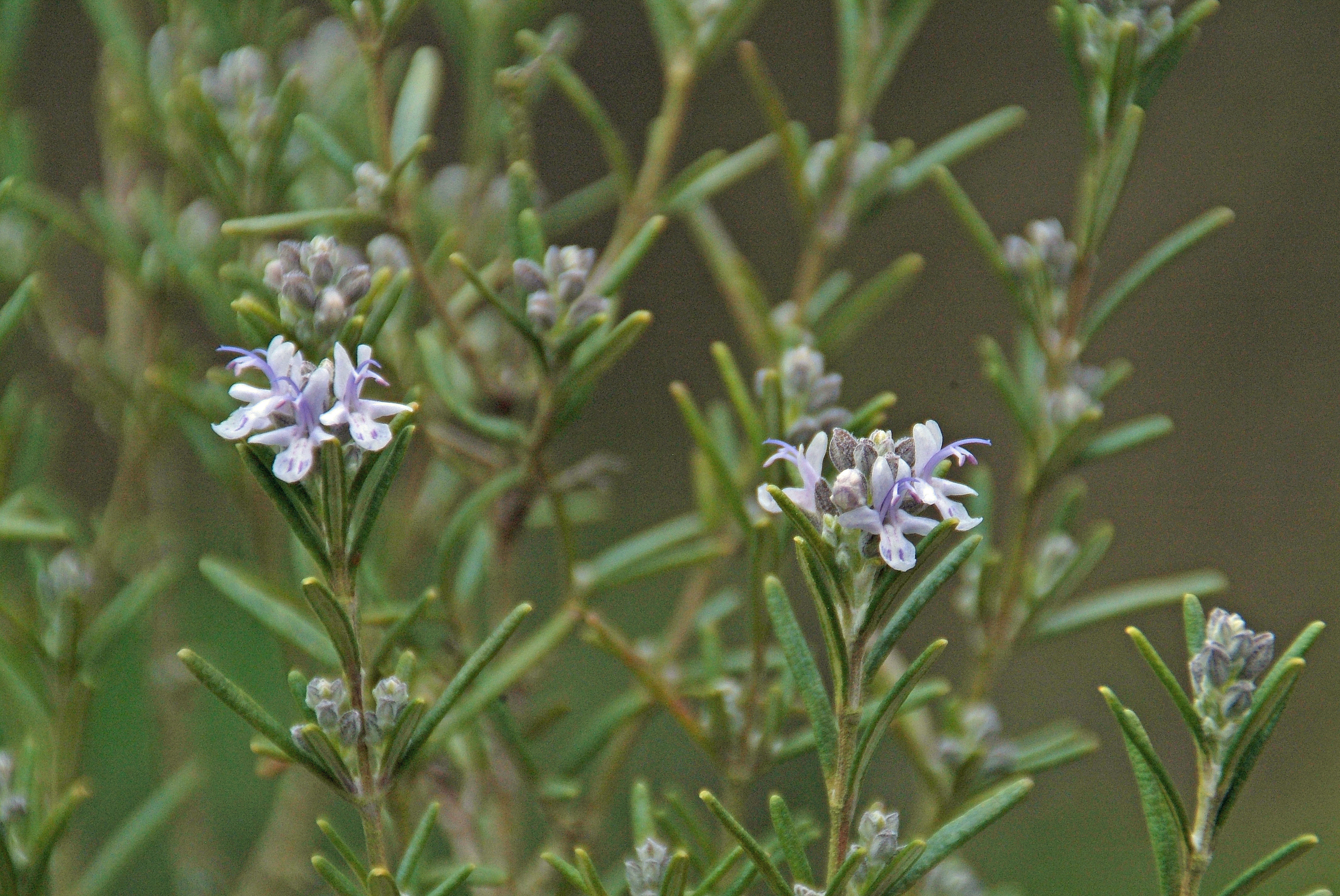 Rosmarinus officinalis Rozemarijn bestellen